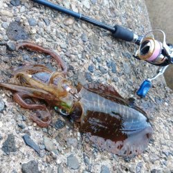 デイエギングで胴長２０ｃｍ